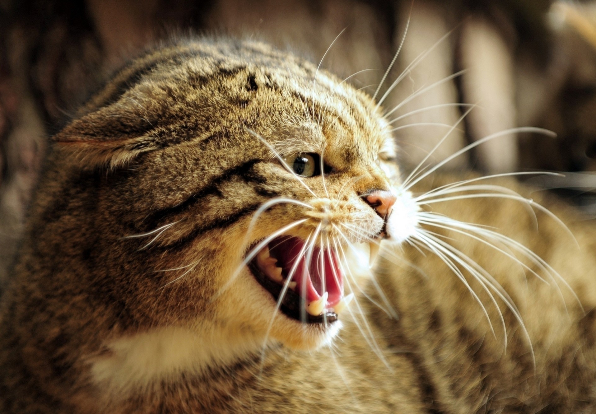 dientes rabia gato del bosque europeo rabia boca colmillos gato salvaje animales