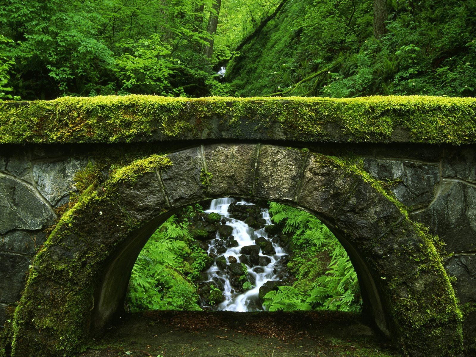 naturaleza puente verde matorral