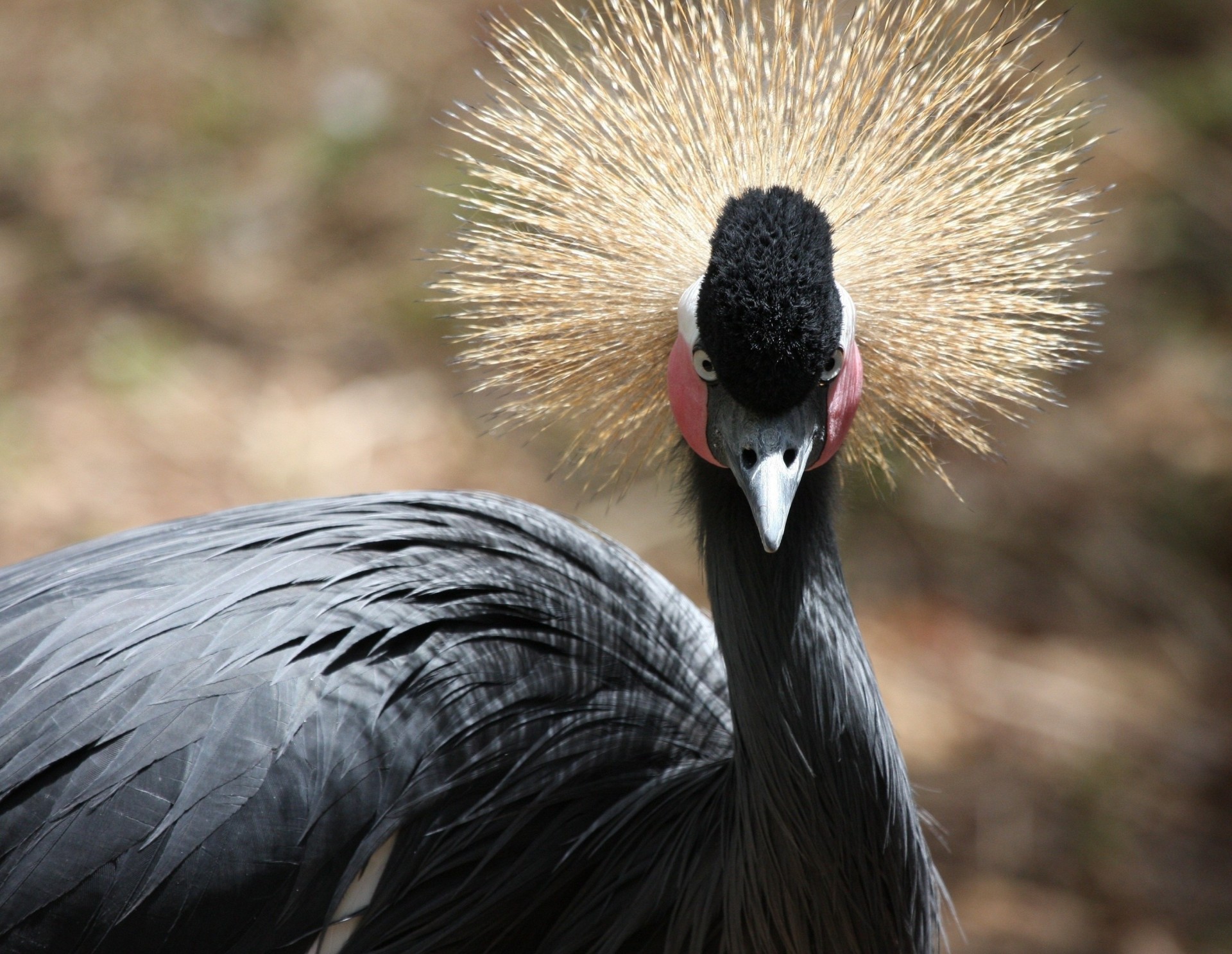 oiseaux grue touffe