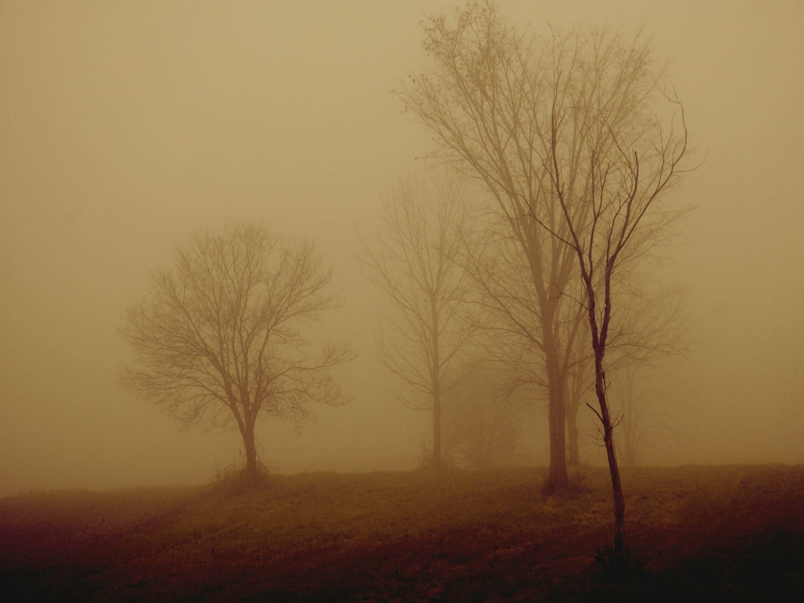 árboles niebla noche