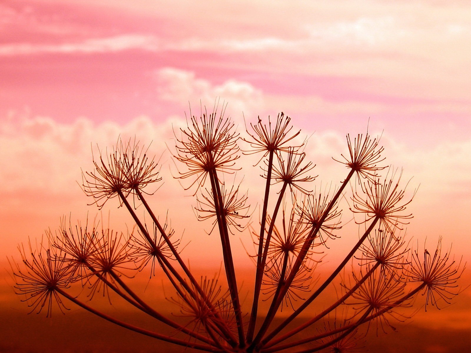 pianta tramonto cielo