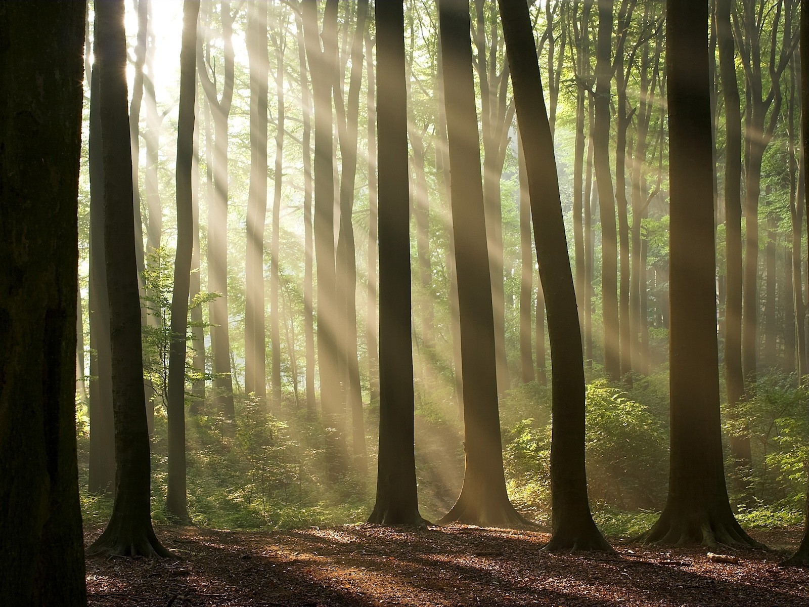 bäume wald licht sonne