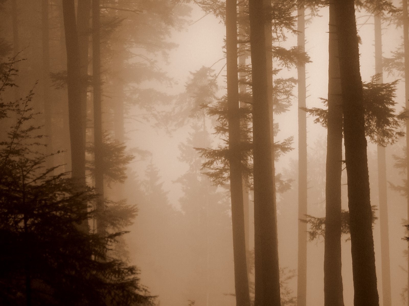 brouillard sépia forêt