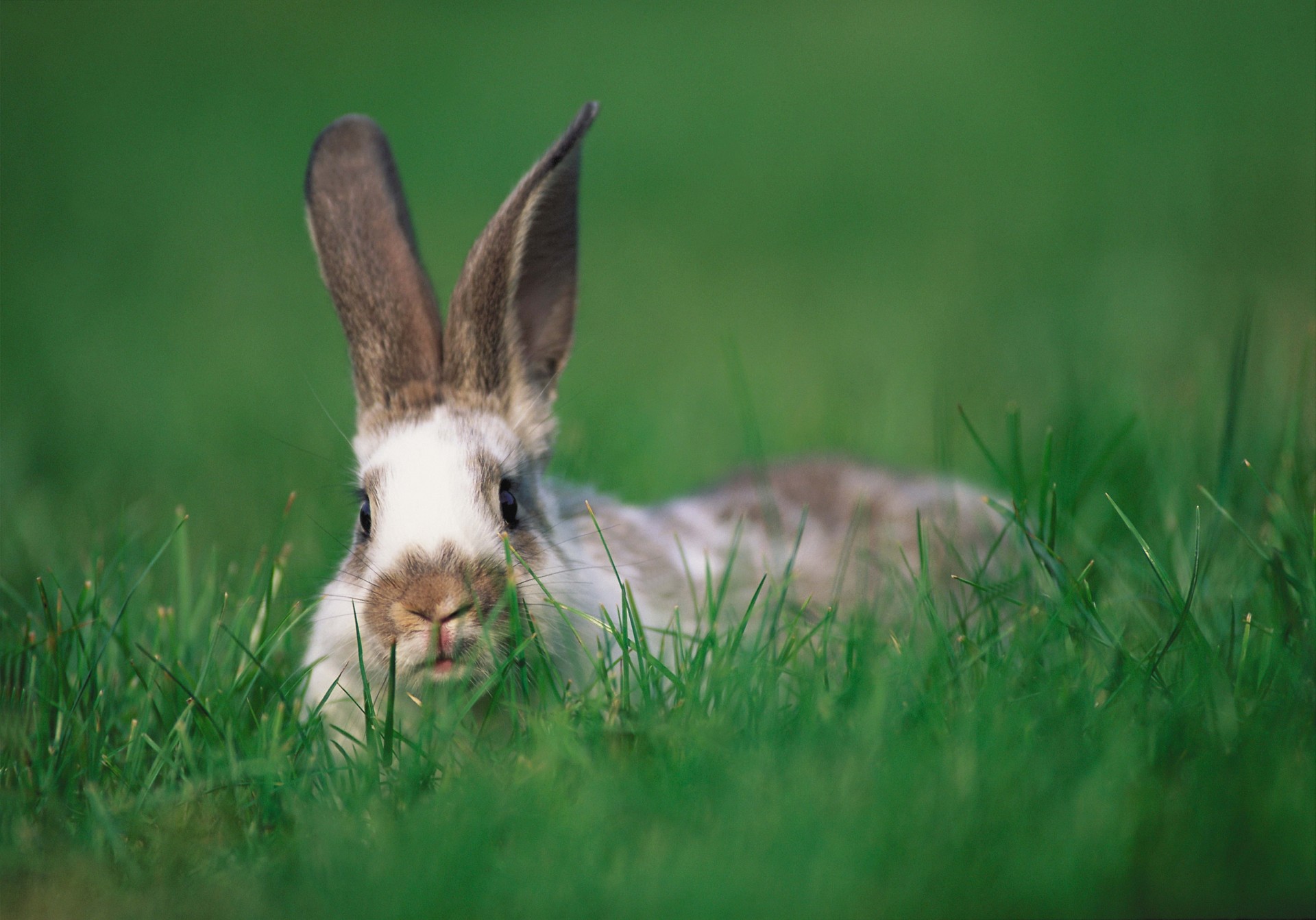 hide and seek grass hare ear