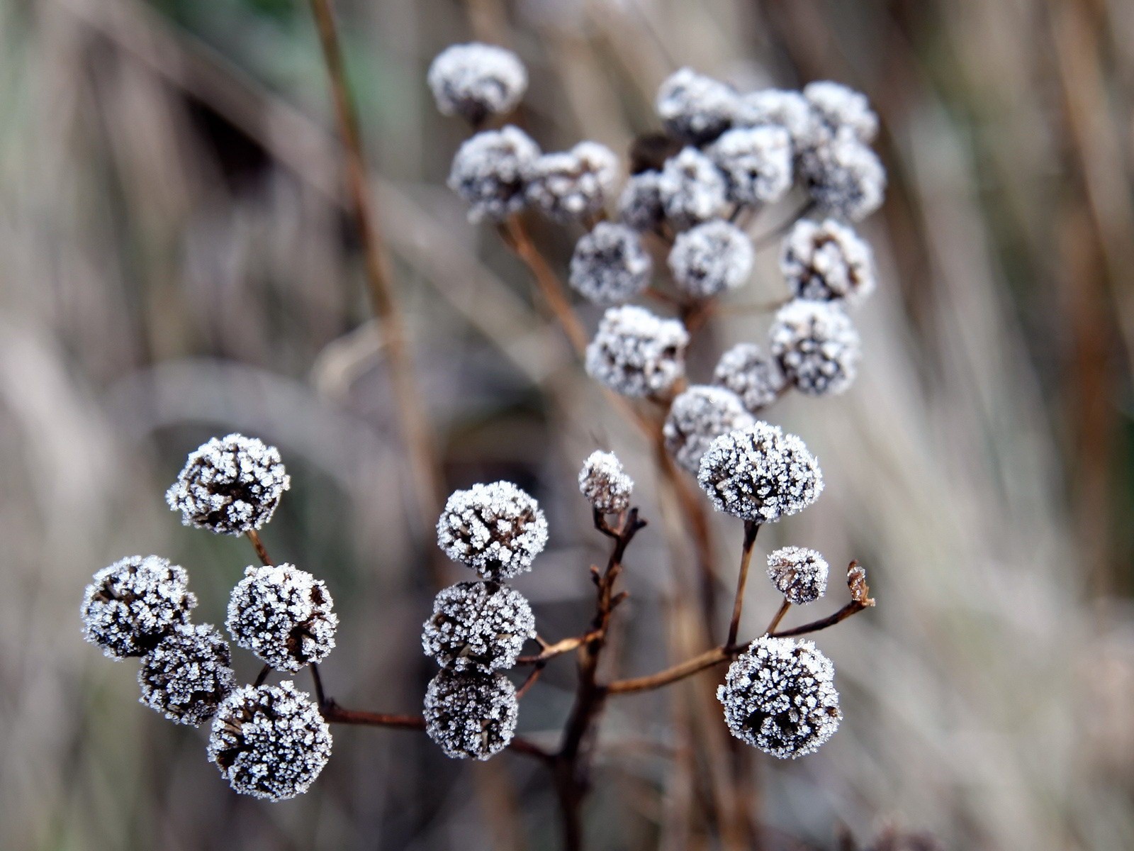 neige branche fond