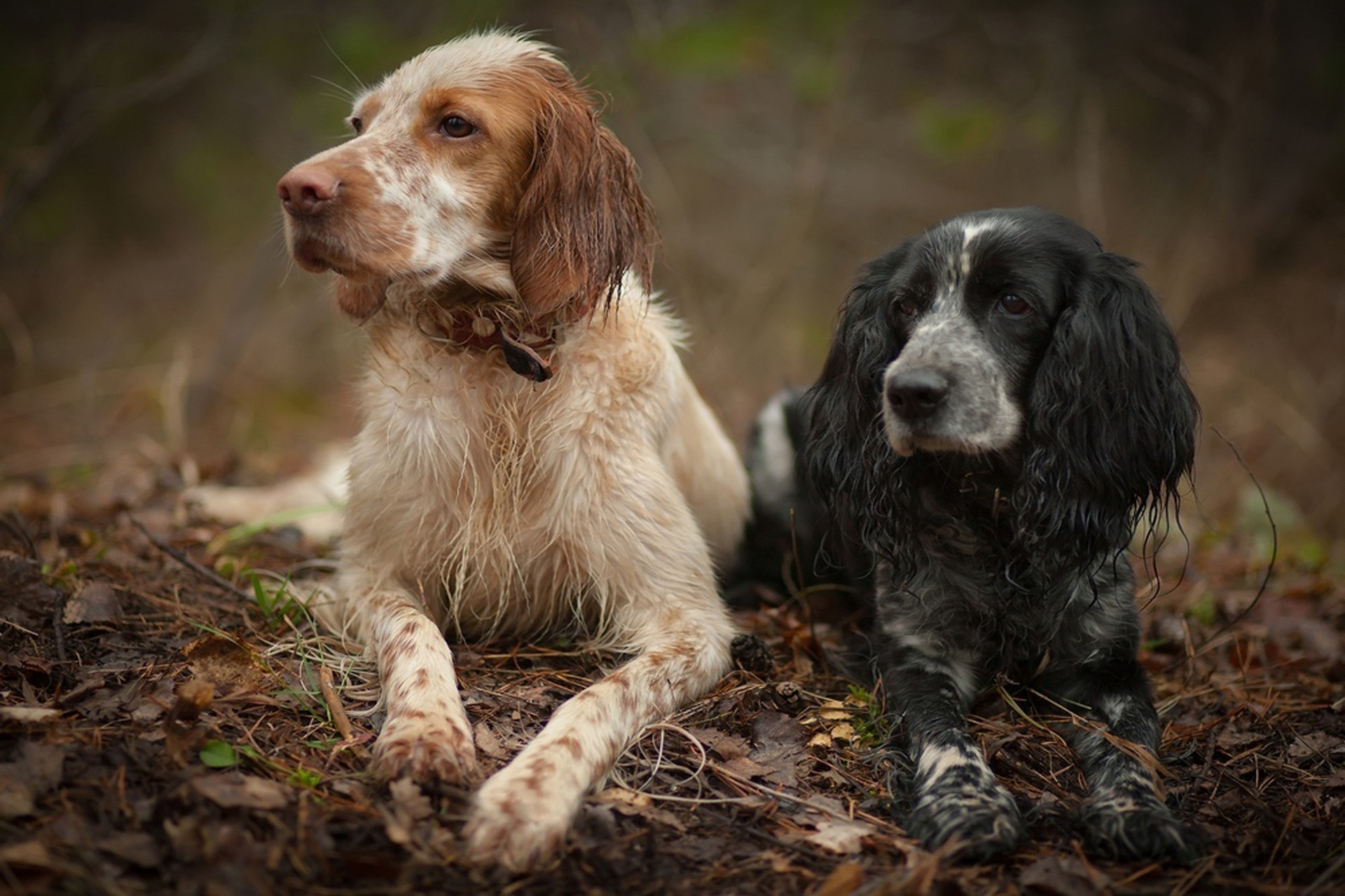 english setter dogs spaniel