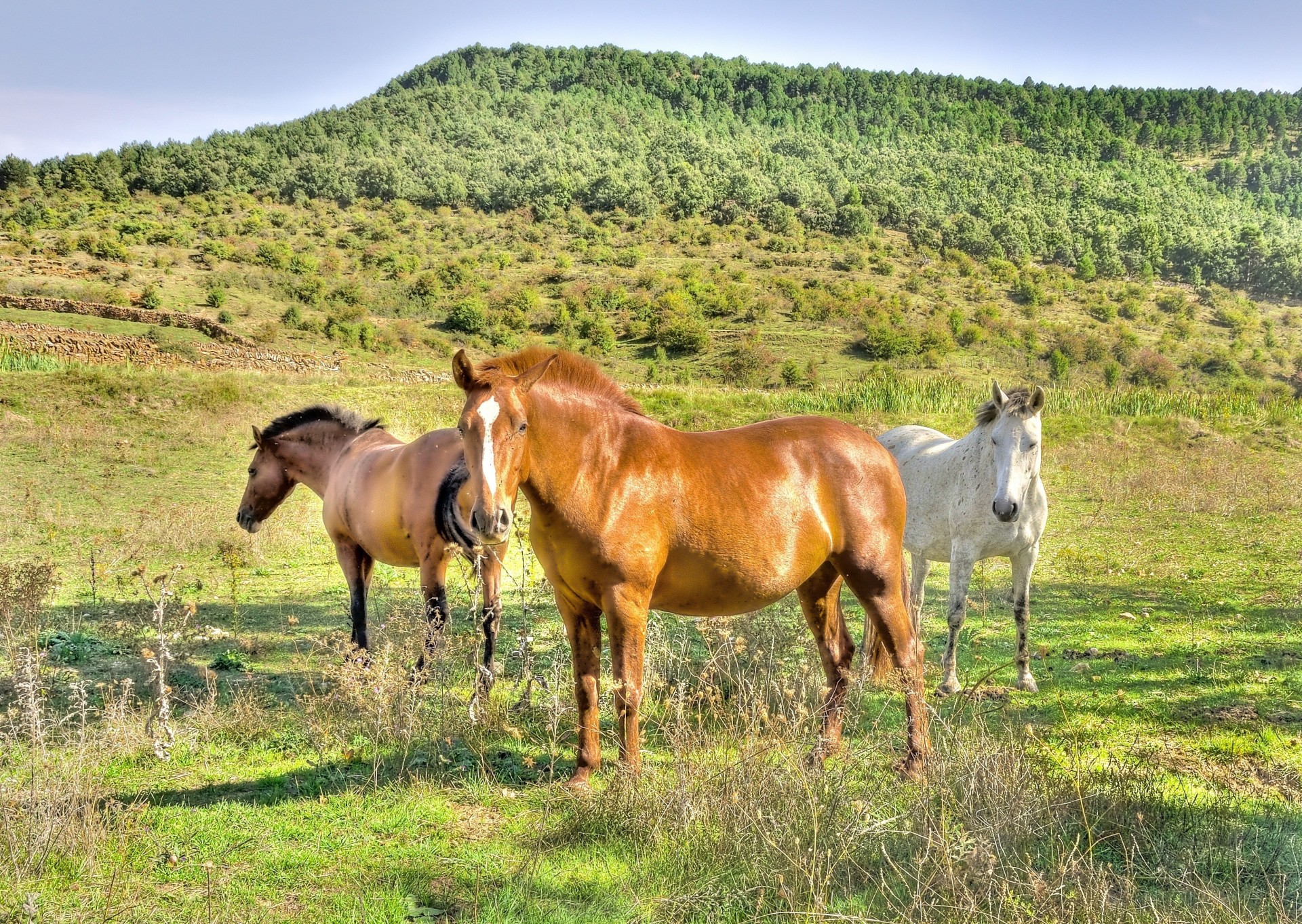 champ chevaux nature