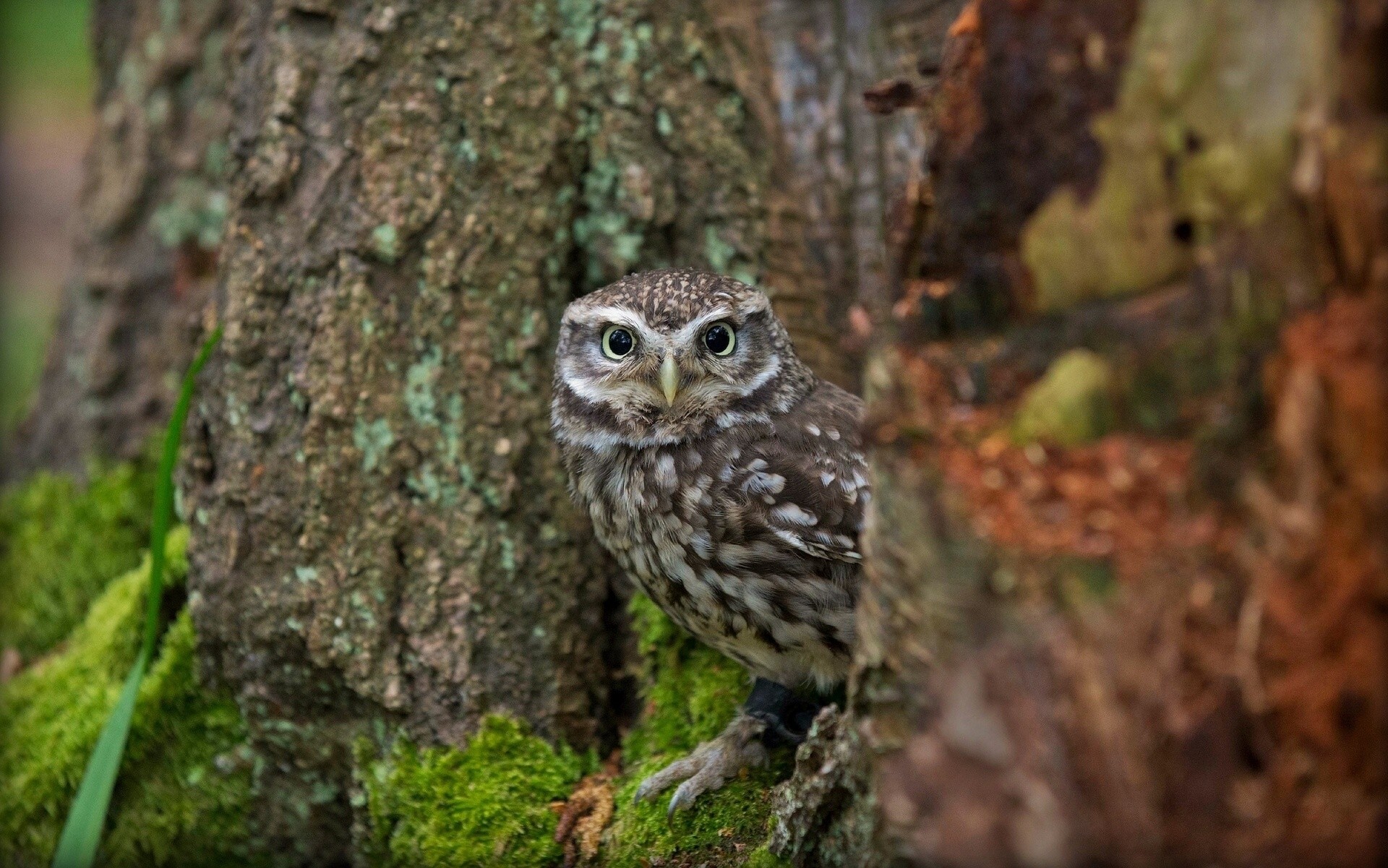 vögel eule hauseule baum