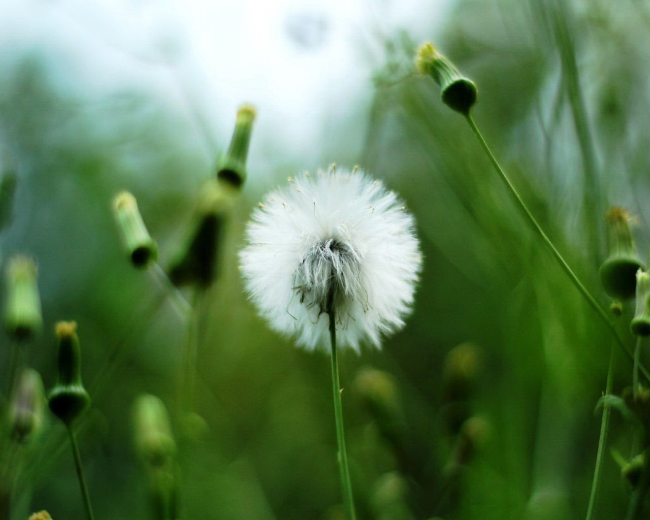 plant white dandelion green