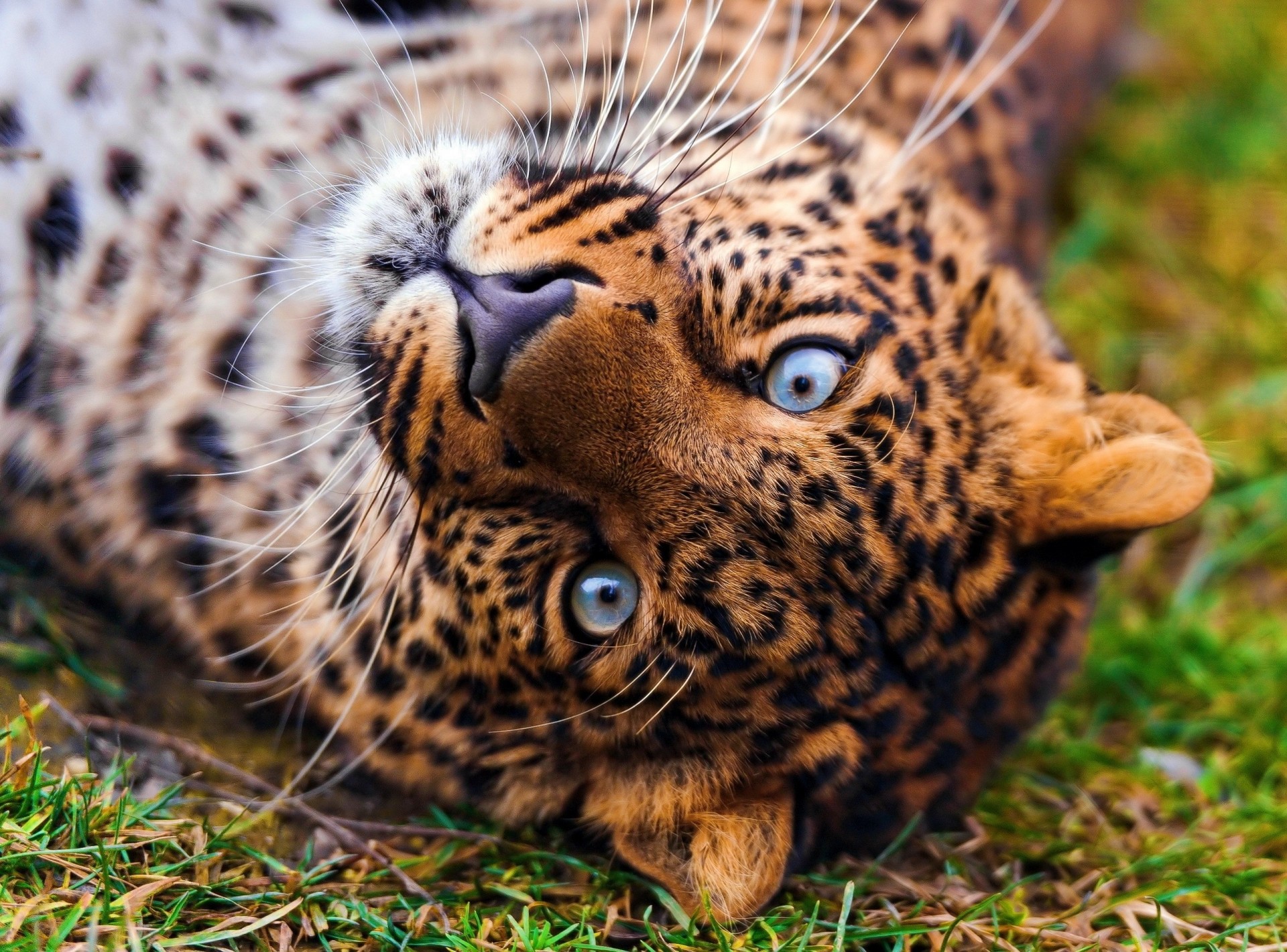 teeth predator leopard grass view