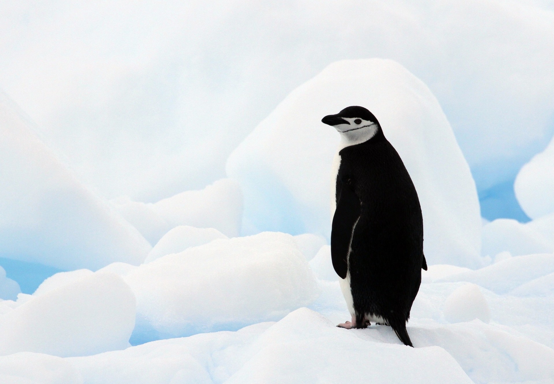 pingüino pingüino antártico corazón antártida