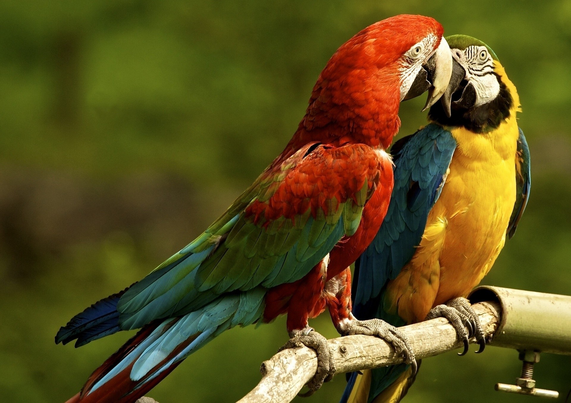 loros guacamayos pareja