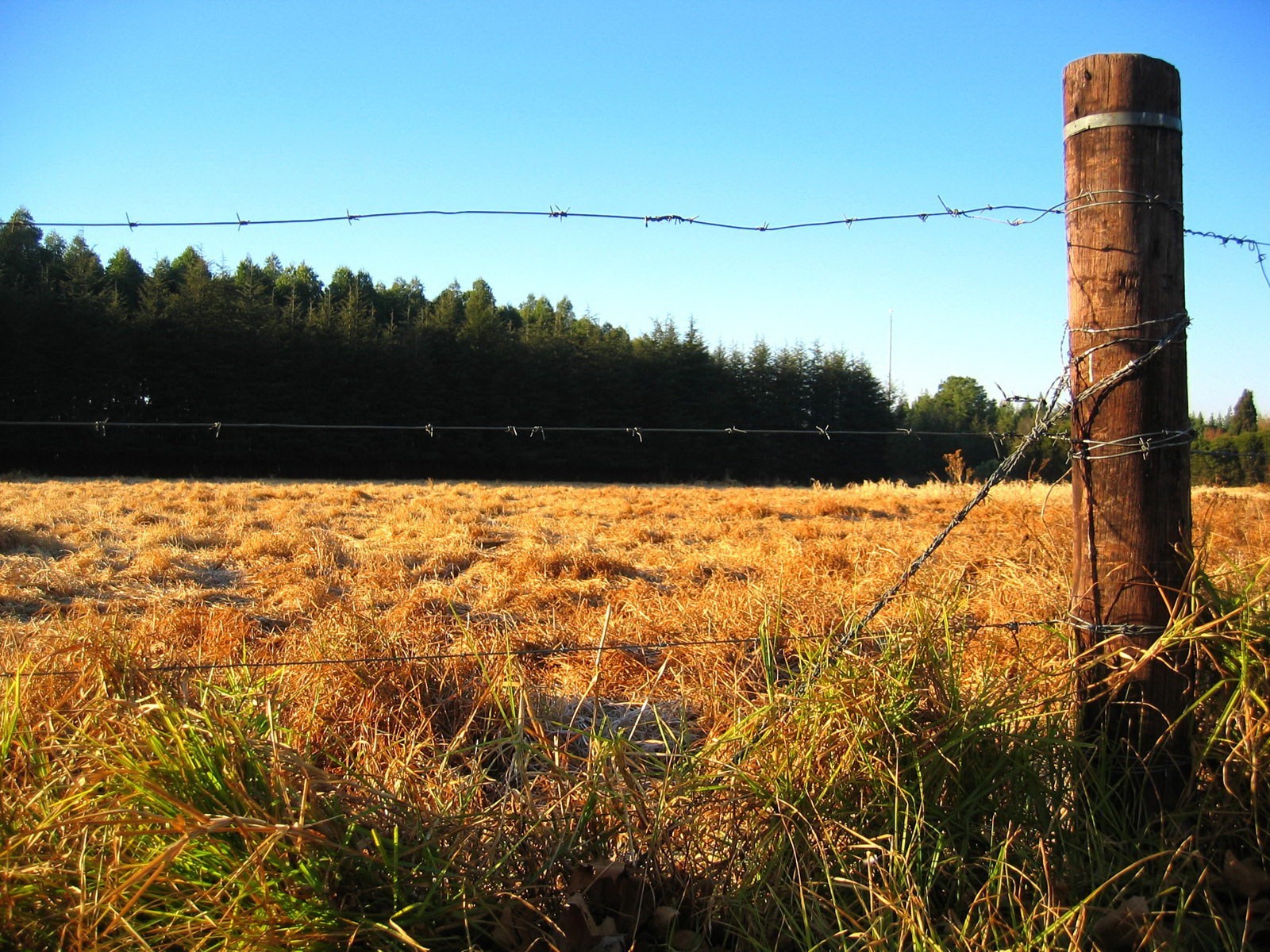 fence the field forest