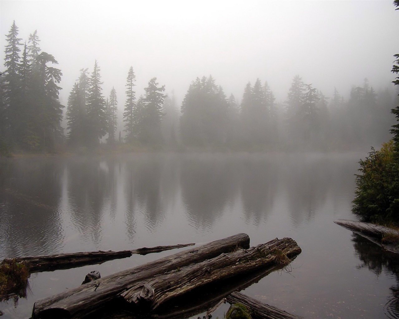 lago acqua foresta nebbia