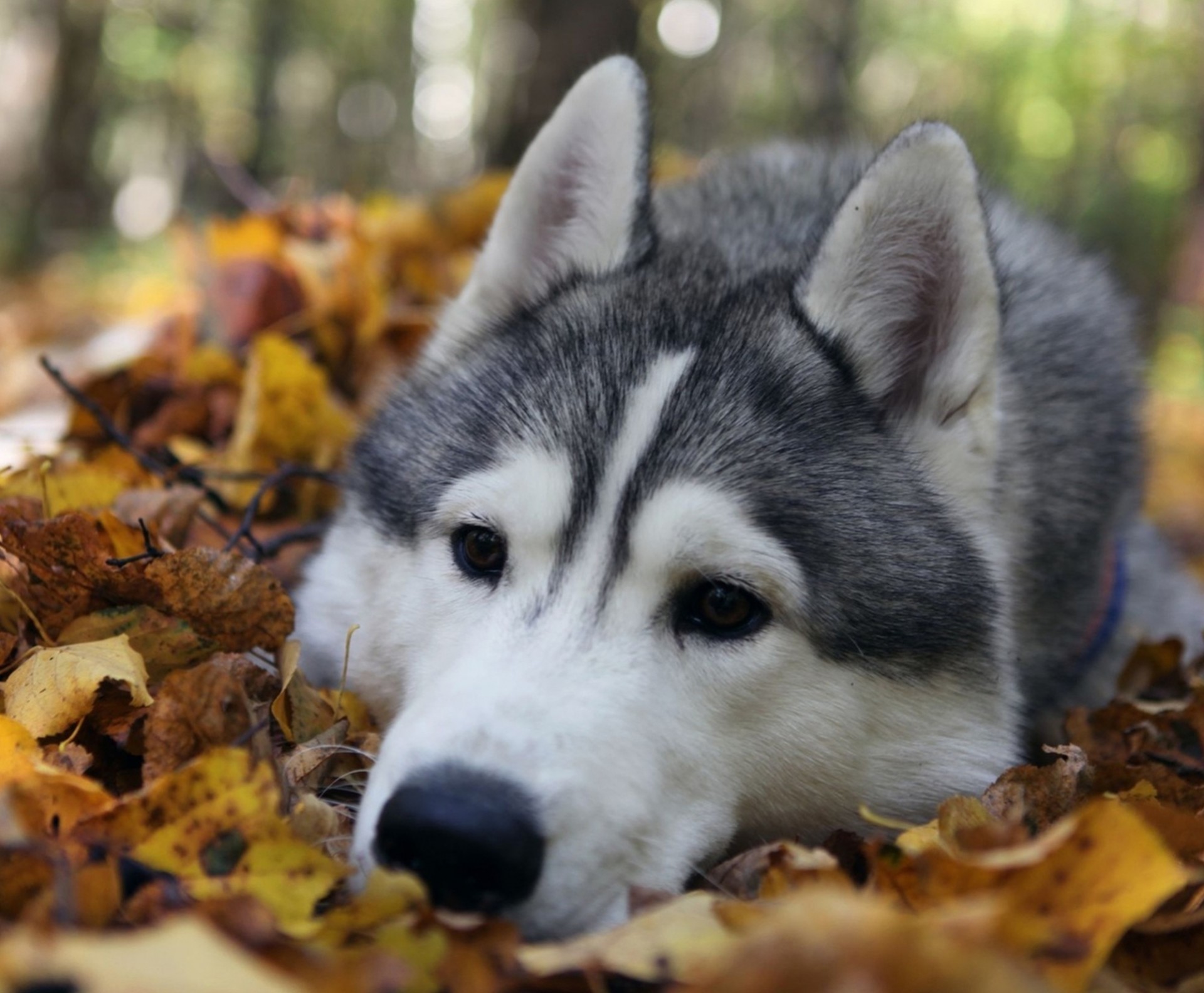 hoja dientes laika perro miente husky otoño mirando