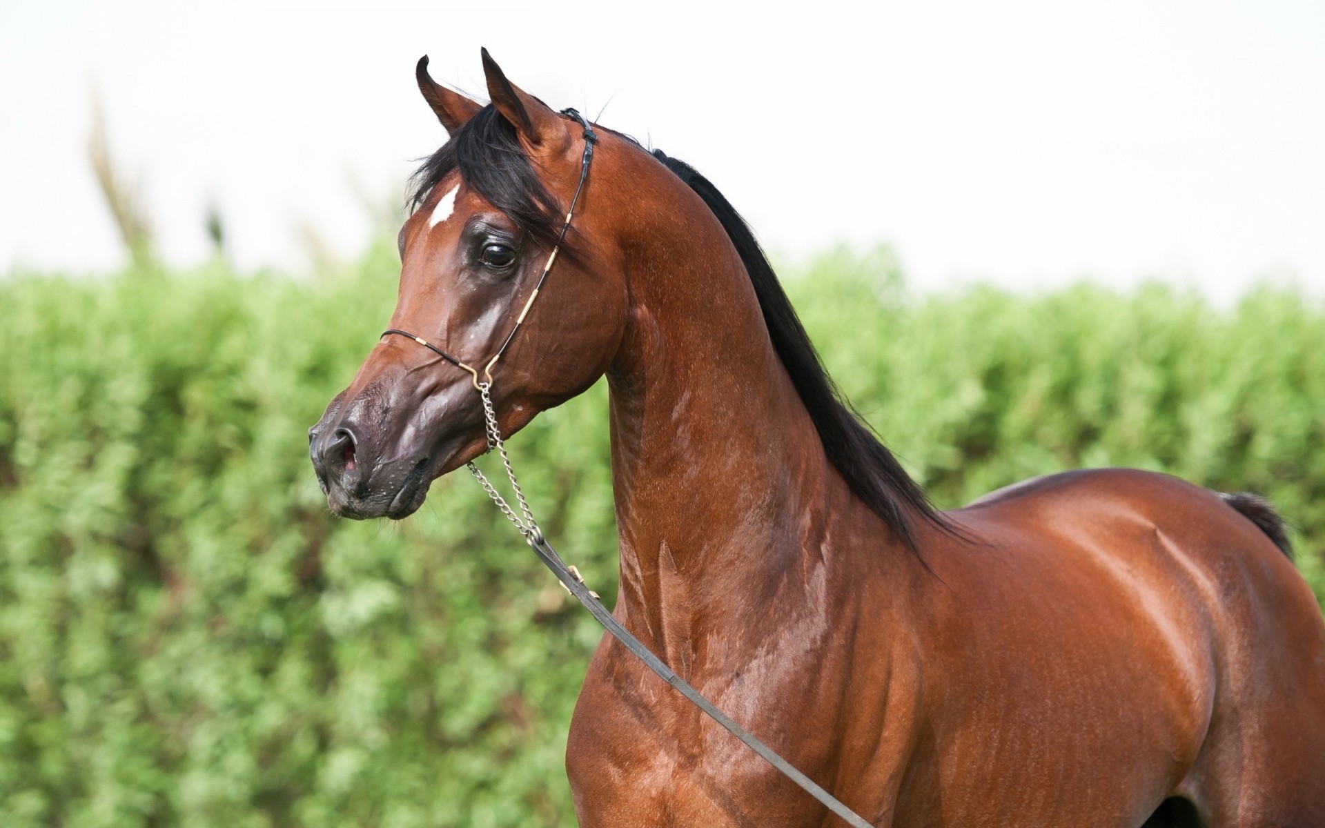 cavallo denti squadra