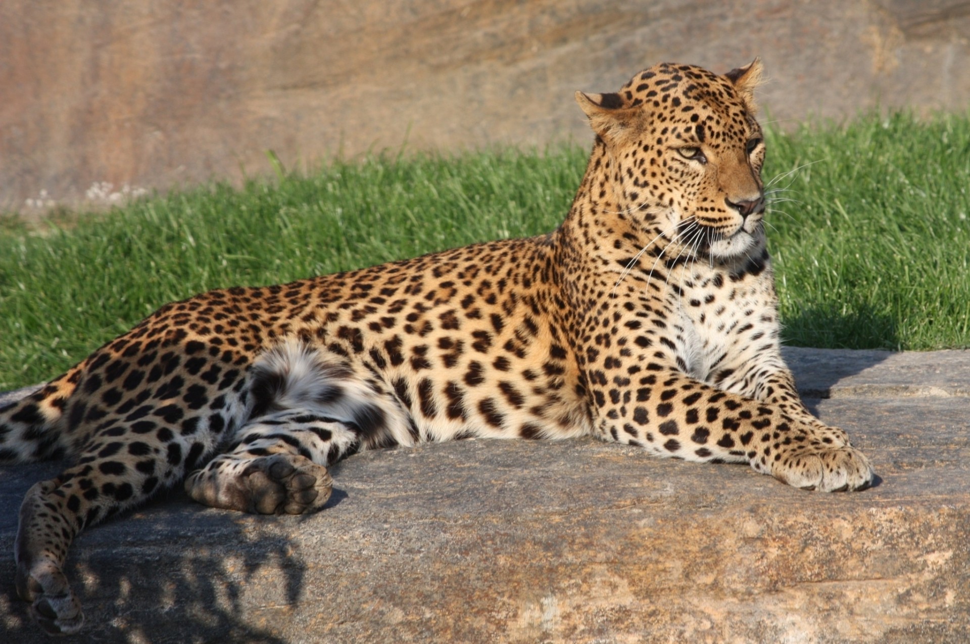 wild cat leopard