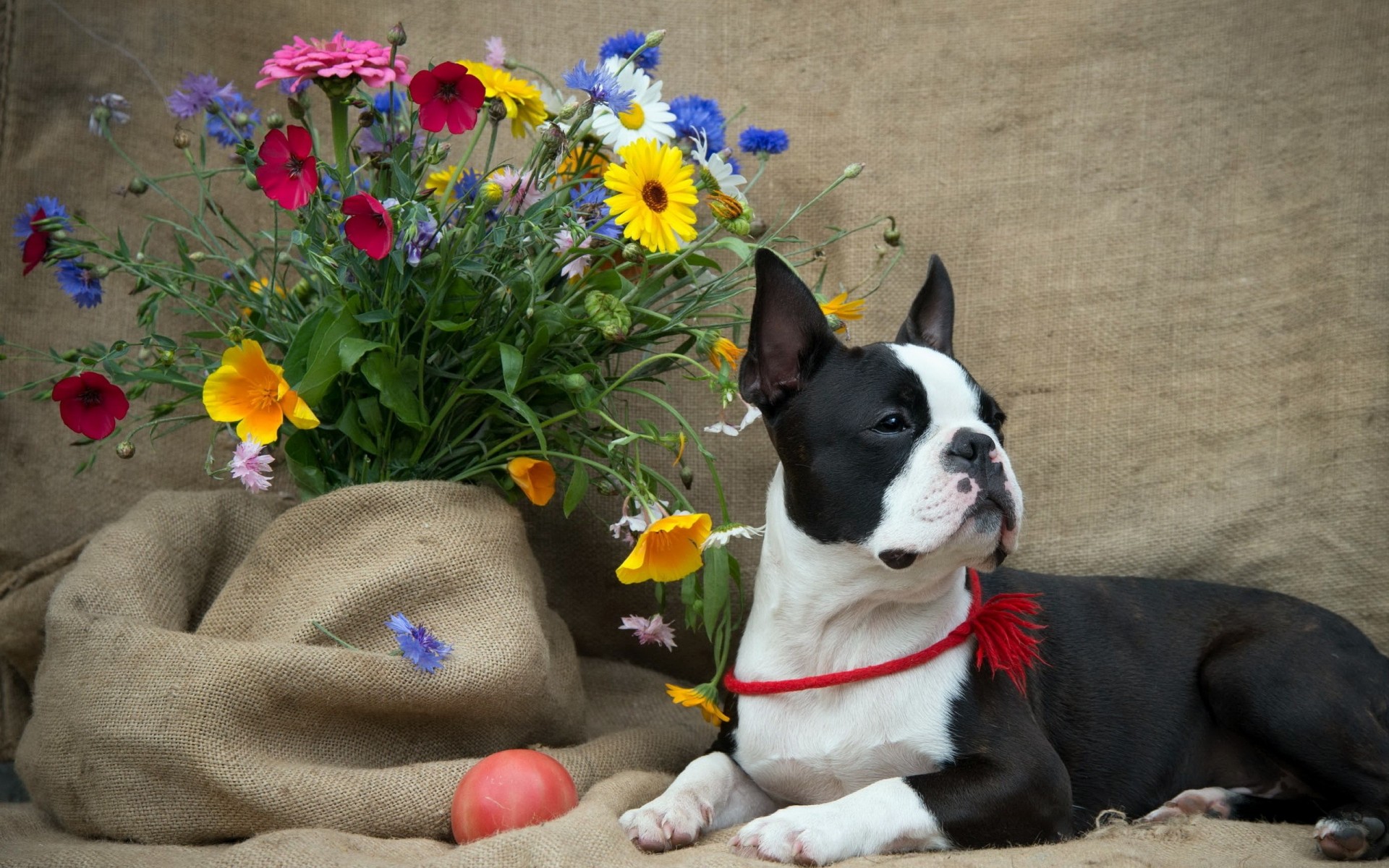 dog flower boston terrier