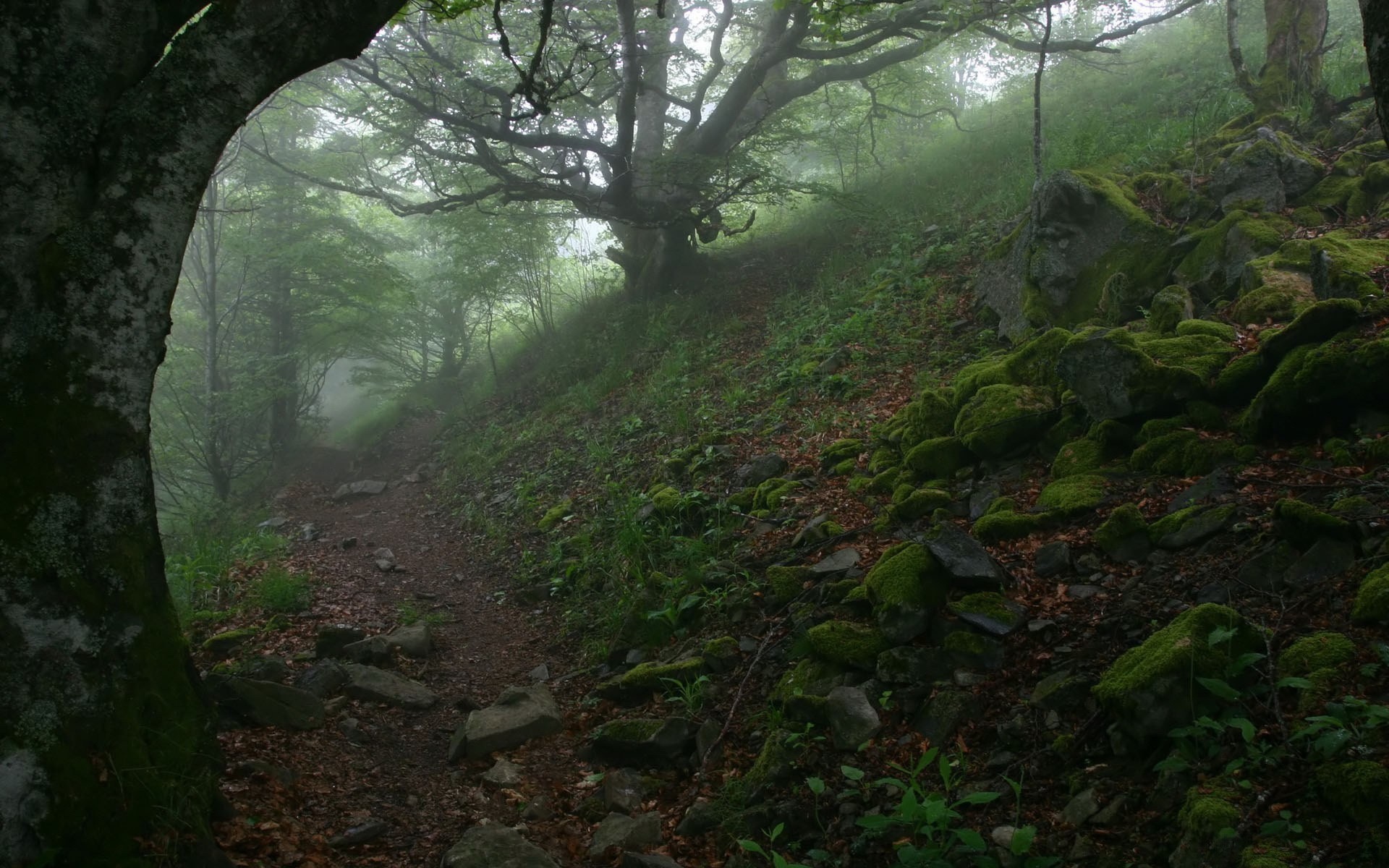 rocce sentiero alberi nebbia