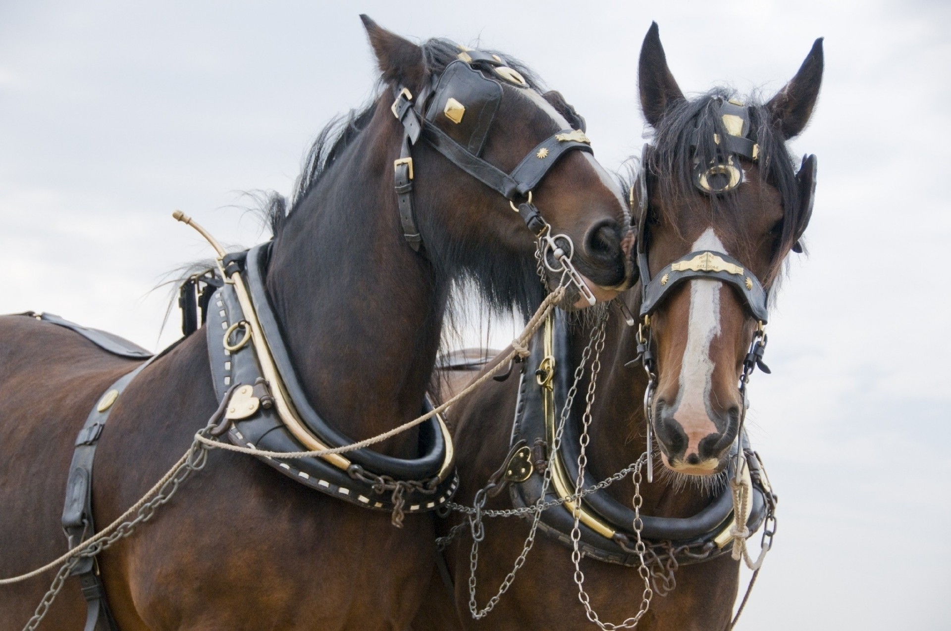 harnais chevaux couple équipe