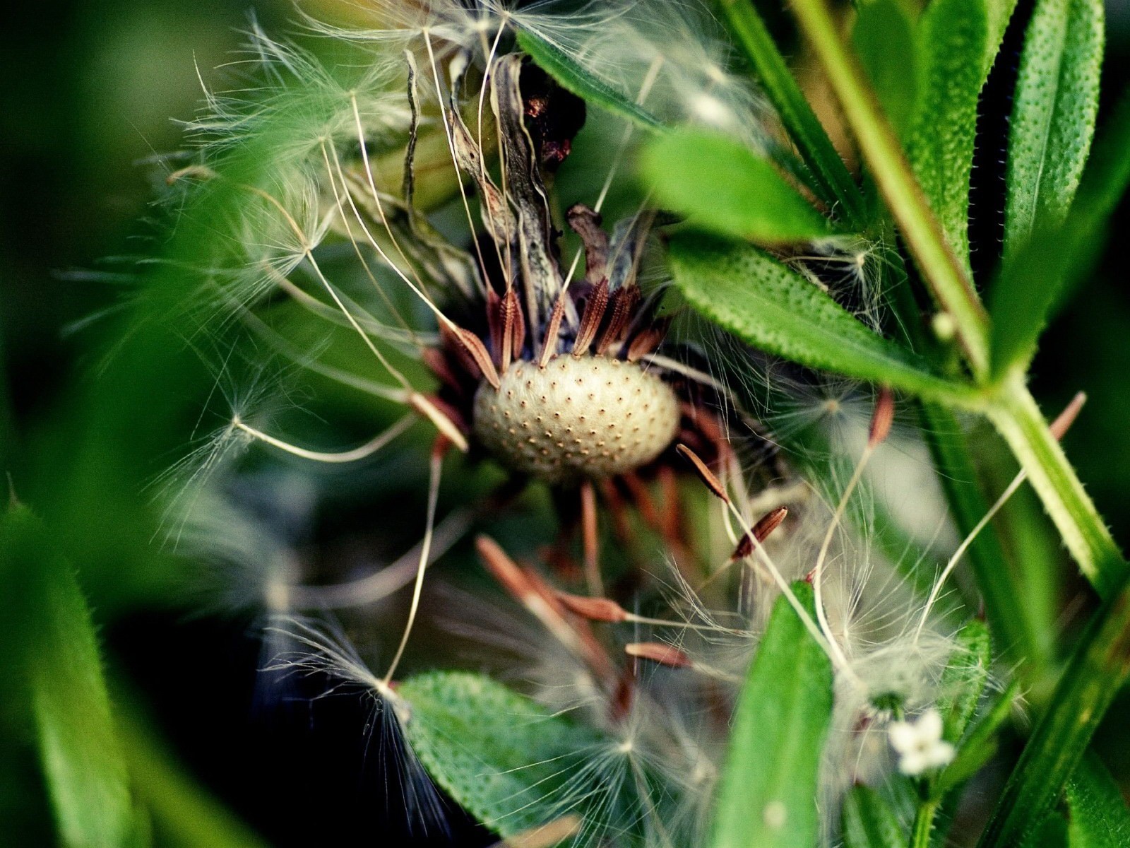 macro dente di leone foglia