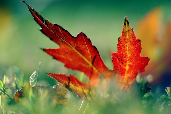 Otoño hoja de arce