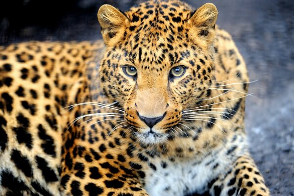 Leopardo sdraiato allo stato brado