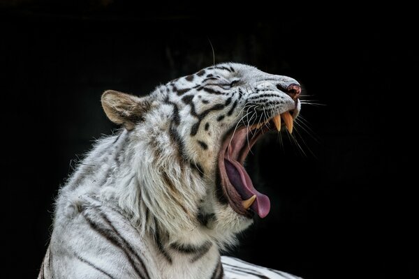 Tigre su sfondo scuro ha aperto la bocca