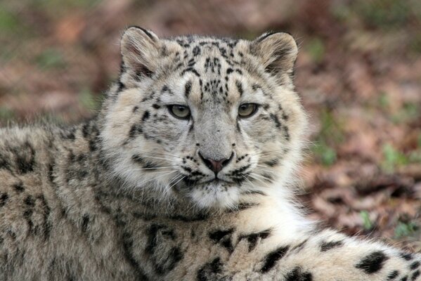 Wilder Leopard im Wald