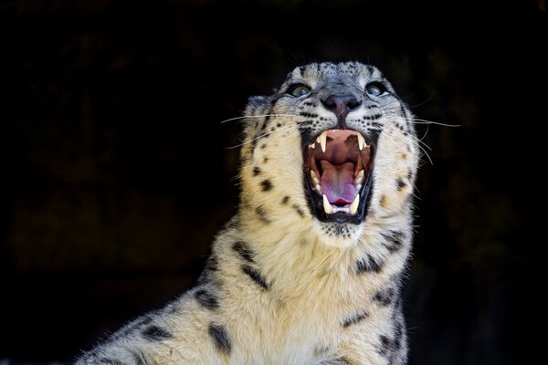 Belle chatte très en colère