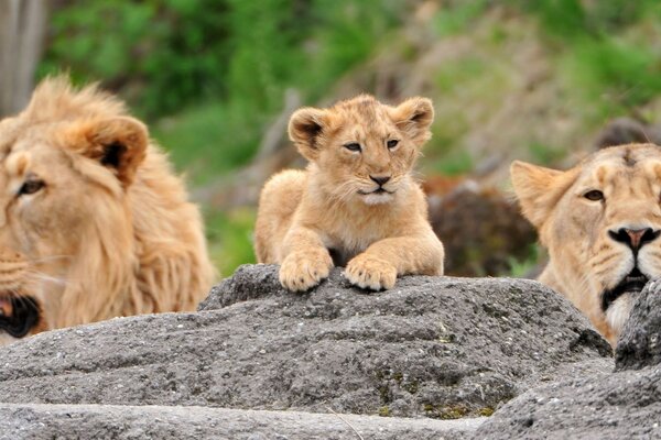 Familia de leones emboscada en vacaciones