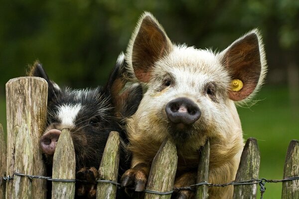 Petits cochons derrière une clôture en bois