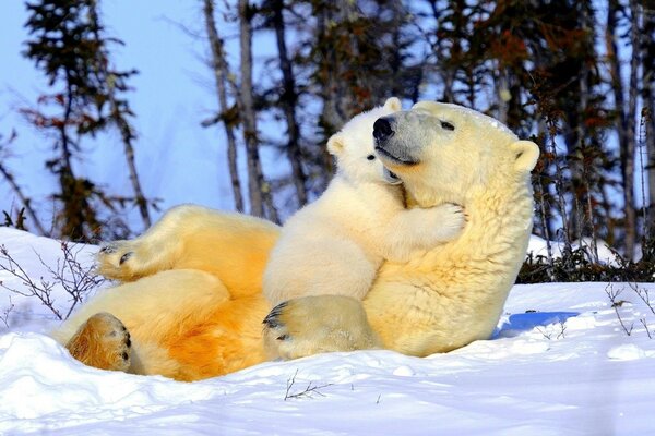 Hugs of a little white bear cub and bears