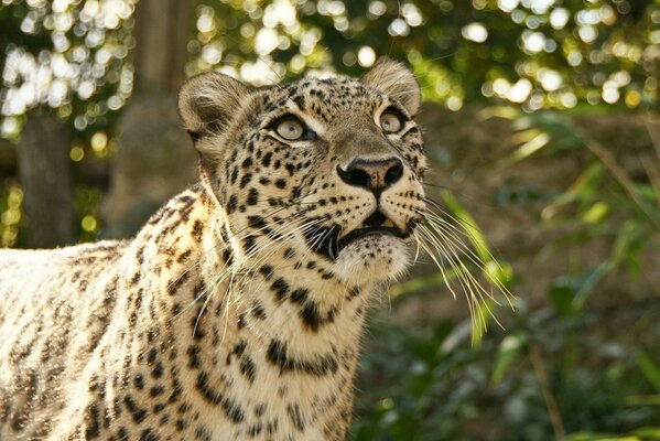 Gato salvaje leopardo en el bosque