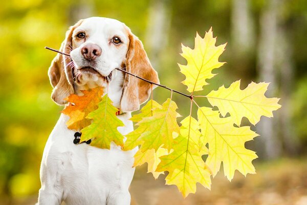 A white spaniel with red ears holds an autumn leaf