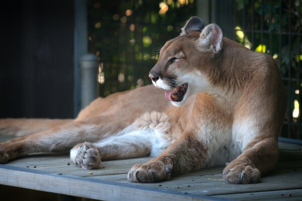 Wildkatze cougar bedroht