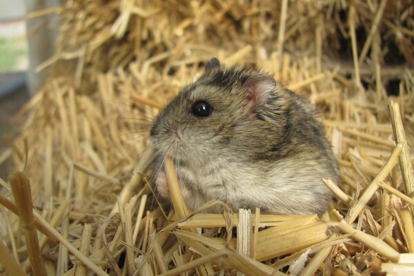 Hamster mange des pailles assis sur la sciure de bois