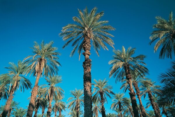 Palmeras en el cielo azul