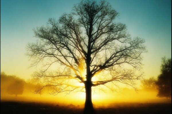 Árbol sin follaje al atardecer