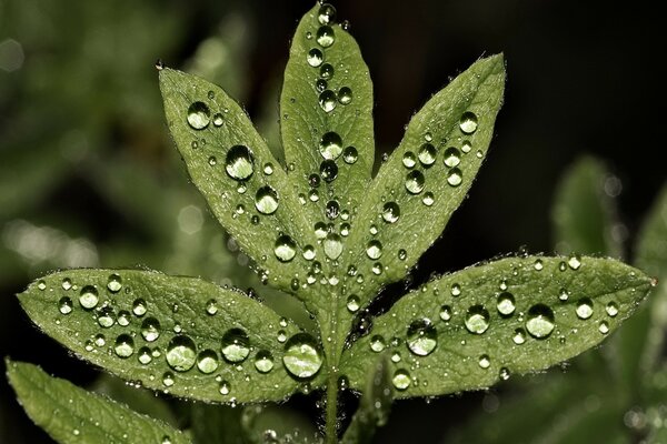 Gotas de agua en hojas verdes