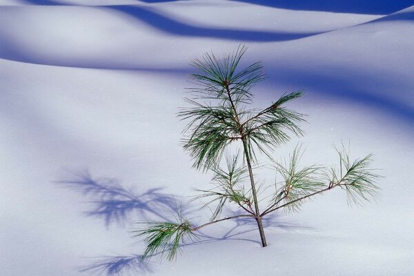 Piccolo albero di Natale nel deserto bianco