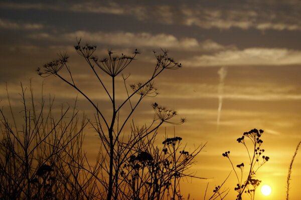 Dill flowers on a sunset background