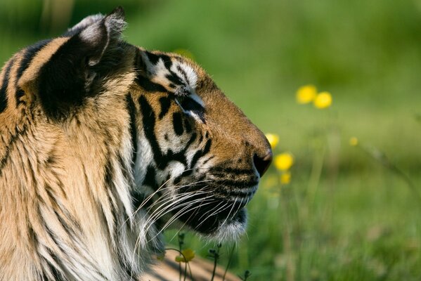 A gorgeous tiger is lying on a green lawn