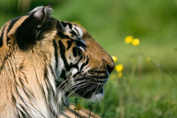 Elegancki Tygrys leży na zielonym trawniku