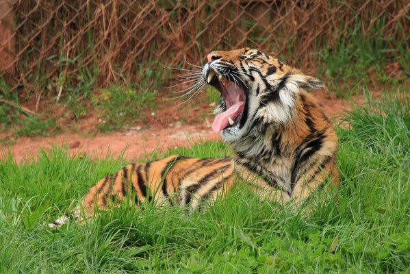 Tiger gähnt in der Natur im Gras