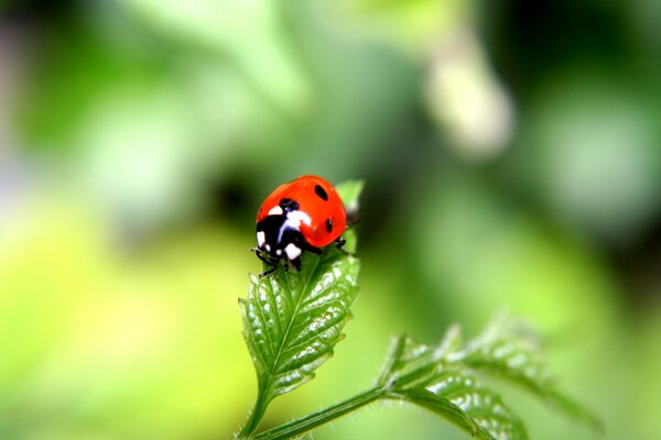 Macro-primer plano de una mariquita en una hoja verde