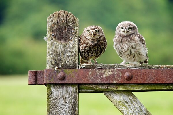 Poussins de hibou assis sur la clôture