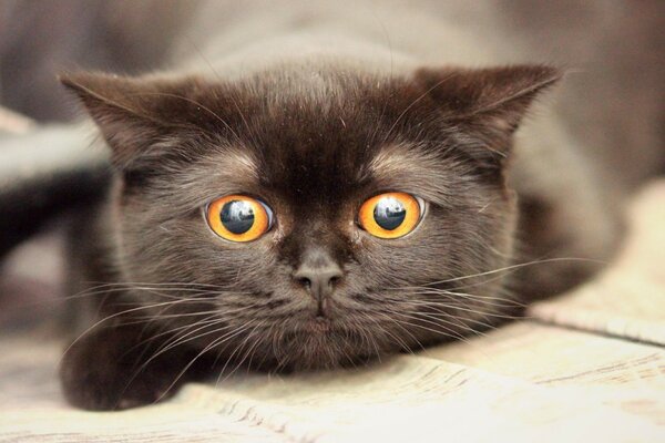 Чёрный кот с оранжевыми глазами
