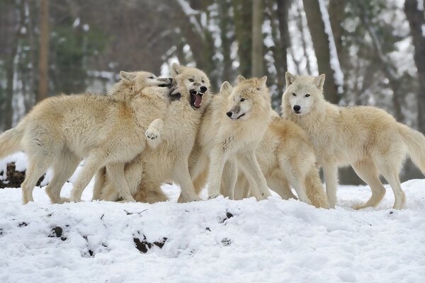 Eine Herde von Wölfen in einer verschneiten Landschaft
