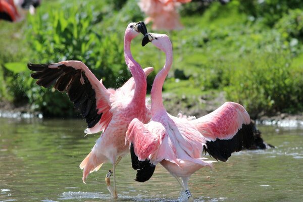 Baile de flamencos rosados en el agua